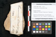 Foto (Objekt + Etikett) von Cinnamomum scheuchzeri Heer (NHMW-GEO-2024-0188-11404)